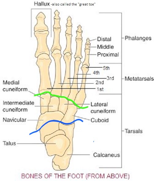 Bones of the foot