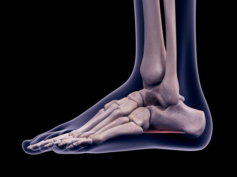 Bones of the foot